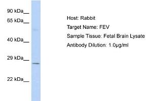 Image no. 1 for anti-FEV (ETS Oncogene Family) (FEV) (C-Term) antibody (ABIN2774942)