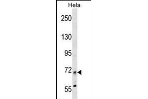 MTMR14 Antibody (N-term) (ABIN1539114 and ABIN2849079) western blot analysis in Hela cell line lysates (35 μg/lane).