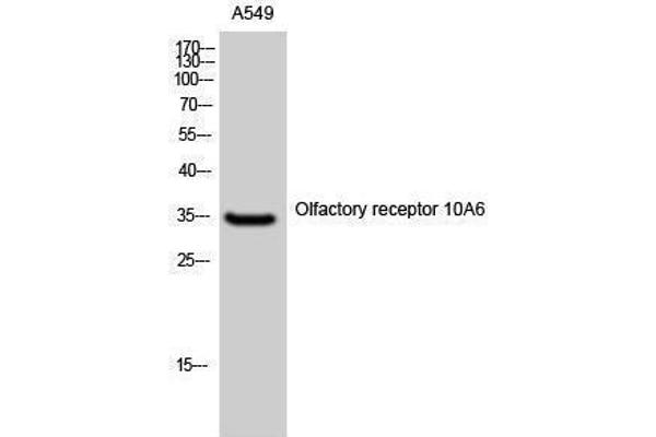 anti-Olfactory Receptor, Family 10, Subfamily A, Member 6 (OR10A6) (C-Term) antibody