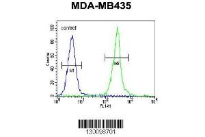 Image no. 1 for anti-Claudin 16 (CLDN16) (AA 6-33), (N-Term) antibody (ABIN654394)