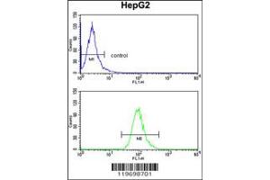 Image no. 1 for anti-Alcohol Dehydrogenase 1B (Class I), beta Polypeptide (ADH1B) (Center) antibody (ABIN2157593)