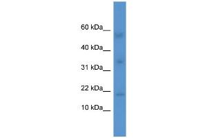 Image no. 1 for anti-Interleukin 1 Family, Member 10 (Theta) (IL1F10) (Middle Region) antibody (ABIN2788385)