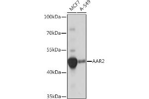 C20orf4 Antikörper