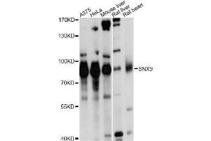 Western blot analysis of extracts of various cell lines, using SNX9 antibody.