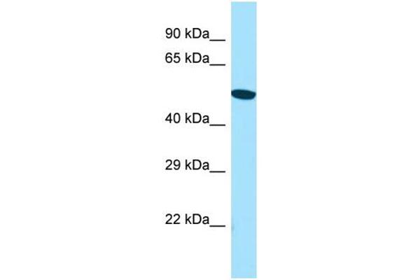 anti-ARP6 Actin-Related Protein 6 Homolog (ACTR6) (C-Term) antibody