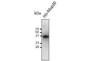 Image no. 1 for anti-Major Urinary Protein 20 (MUP20) antibody (ABIN6254243)