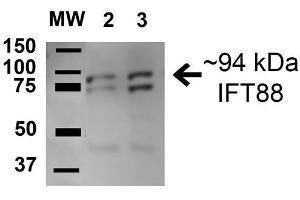Image no. 2 for anti-Intraflagellar Transport 88 Homolog (IFT88) (AA 674-686) antibody (ABIN5066425)