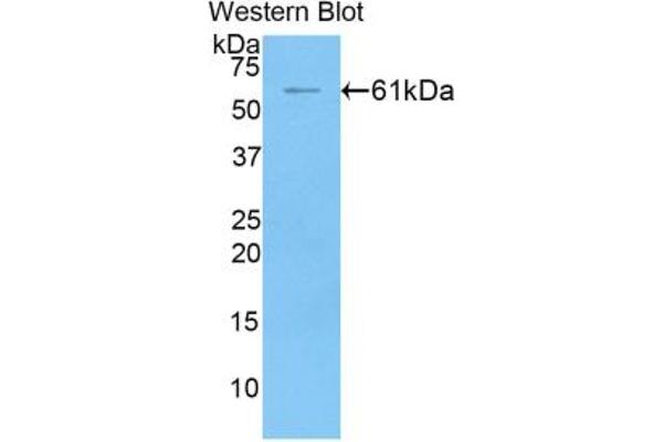 FGL1 anticorps  (AA 23-314)