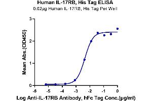 Image no. 7 for Interleukin 17 Receptor B (IL17RB) protein (His tag) (ABIN7274891)