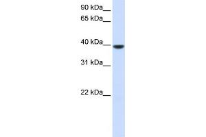 Image no. 1 for anti-1-Acylglycerol-3-Phosphate O-Acyltransferase 5 (Lysophosphatidic Acid Acyltransferase, Epsilon) (AGPAT5) (N-Term) antibody (ABIN2782960)