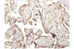 Image no. 1 for anti-Cell Division Cycle 45 Homolog (S. Cerevisiae) (CDC45) (AA 1-566) antibody (ABIN521844)