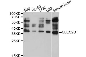 Image no. 1 for anti-C-Type Lectin Domain Family 2, Member D (CLEC2D) antibody (ABIN4903312)