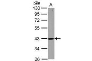 Image no. 1 for anti-Zinc Finger, HIT-Type Containing 2 (ZNHIT2) (AA 1-273) antibody (ABIN1501917)