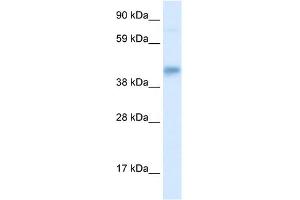 Image no. 1 for anti-SEC14-Like 2 (SEC14L2) (Middle Region) antibody (ABIN2777442)