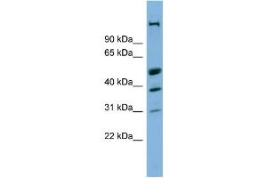 Image no. 1 for anti-CREB/ATF BZIP Transcription Factor (CREBZF) (Middle Region) antibody (ABIN2783005)