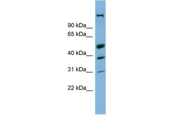 CREBZF antibody  (Middle Region)