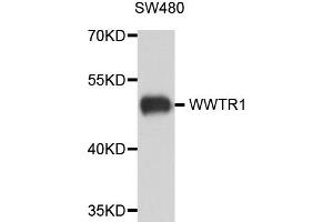 Image no. 1 for anti-WW Domain Containing Transcription Regulator 1 (WWTR1) antibody (ABIN2737822)