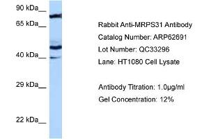anti-Mitochondrial Ribosomal Protein S31 (MRPS31) (N-Term) antibody