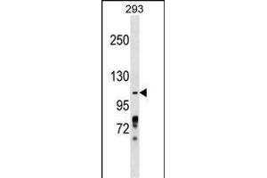 ZBTB4 Antibody (Center) (ABIN1538396 and ABIN2849138) western blot analysis in 293 cell line lysates (35 μg/lane).