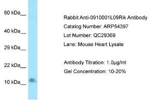 LAMTOR4 antibody  (N-Term)