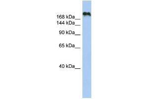 Image no. 1 for anti-Contactin Associated Protein-Like 4 (CNTNAP4) (N-Term) antibody (ABIN2773959)