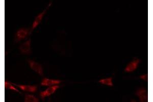 Image no. 1 for anti-Mitochondrial Ribosomal Protein L50 (MRPL50) antibody (ABIN6258551)