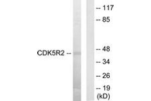 anti-Cyclin-Dependent Kinase 5, Regulatory Subunit 2 (p39) (CDK5R2) (AA 81-130) antibody