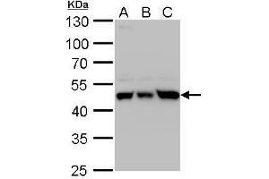 Image no. 3 for anti-Ubiquinol-Cytochrome C Reductase Core Protein I (UQCRC1) (Center) antibody (ABIN2855221)