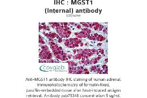 Image no. 2 for anti-Microsomal Glutathione S-Transferase 1 (MGST1) (Internal Region) antibody (ABIN1736935)