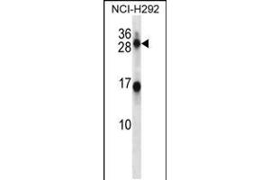 anti-Kallikrein 14 (KLK14) (AA 15-44), (N-Term) antibody