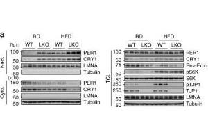 PER1 antibody  (AA 1-200)