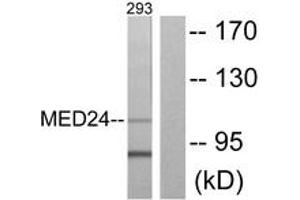 MED24 antibody  (AA 801-850)
