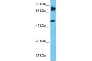 Image no. 1 for anti-Low Density Lipoprotein Receptor-Related Protein 3 (LRP3) (N-Term) antibody (ABIN5516085)