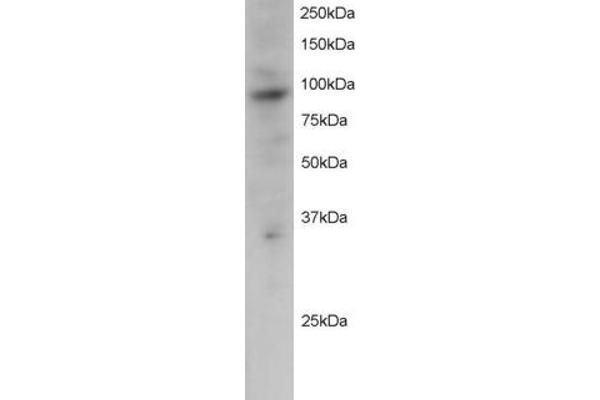 PRAM1 anticorps  (C-Term)