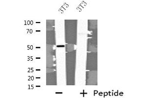 Image no. 1 for anti-Fibulin 5 (FBLN5) antibody (ABIN6257193)