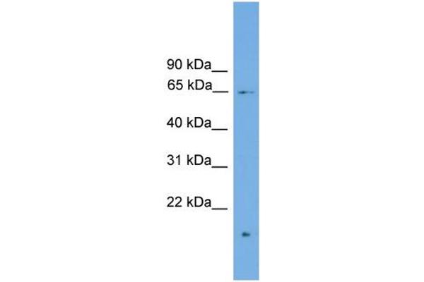 ZNF320 Antikörper  (N-Term)