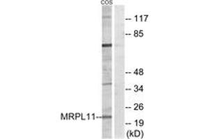 Image no. 1 for anti-Mitochondrial Ribosomal Protein L11 (MRPL11) (AA 21-70) antibody (ABIN1534516)