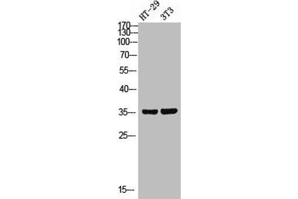 FOXN2 antibody  (C-Term)