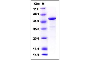 Image no. 1 for Calsequestrin 1 (CASQ1) (AA 35-396), (Mature) protein (ABIN2005916)