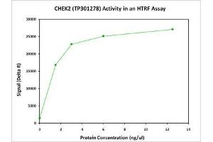 Image no. 2 for Checkpoint Kinase 2 (CHEK2) (Transcript Variant 1) (Active) protein (Myc-DYKDDDDK Tag) (ABIN2713979)