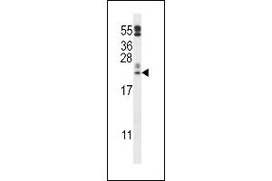 FAM213A anticorps  (C-Term)