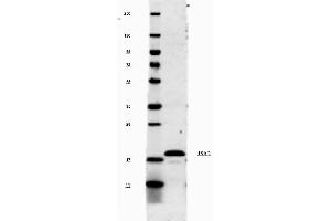 Image no. 1 for anti-Interleukin 1, beta (IL1B) antibody (ABIN964782)