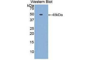 Image no. 1 for anti-Fetuin B (FETUB) (AA 149-255) antibody (ABIN1858847)