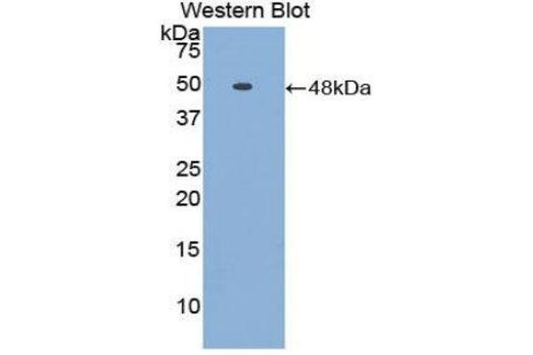 FETUB antibody  (AA 149-255)