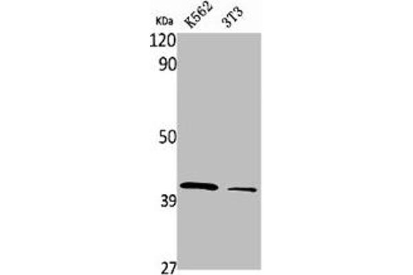 PRPF18 Antikörper  (Internal Region)