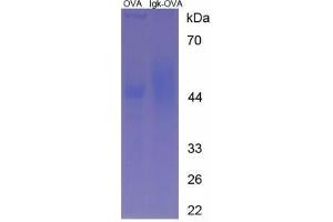 Image no. 1 for Immunoglobulin kappa (IgK) (AA 90-106) peptide (Ovalbumin) (ABIN5666230)