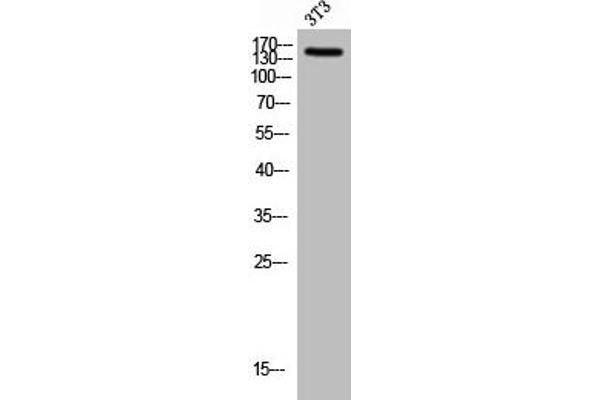 HECW2 antibody  (Internal Region)