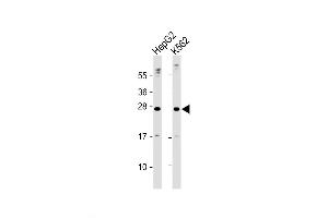 Image no. 1 for anti-Erythropoietin (EPO) (AA 20-48), (N-Term) antibody (ABIN5533604)