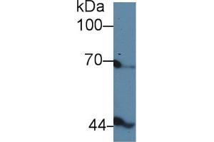 Image no. 2 for anti-Inhibin, beta B (INHBB) (AA 277-391) antibody (ABIN1174998)