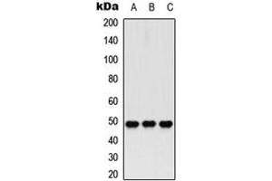 Image no. 3 for anti-Histone Deacetylase 3 (HDAC3) (C-Term), (pSer424) antibody (KLH) (ABIN2972575)